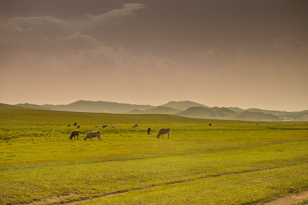 Bashang grasslandの写真素材