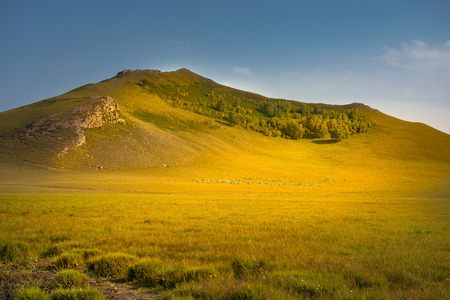 Bashang grasslandの写真素材