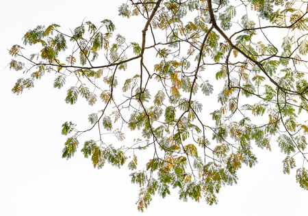 The tree close upの写真素材