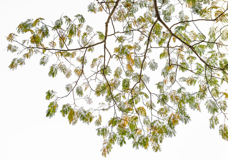 The tree close upの写真素材