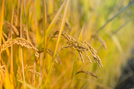 Rice harvest seasonの写真素材