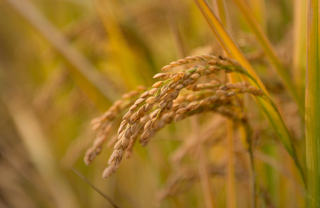 Rice harvest seasonの写真素材