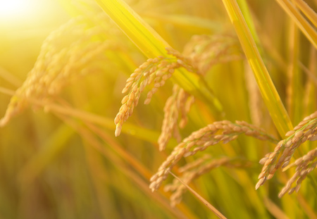 Rice harvest seasonの写真素材