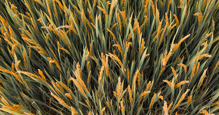Autumn rice harvest seasonの写真素材
