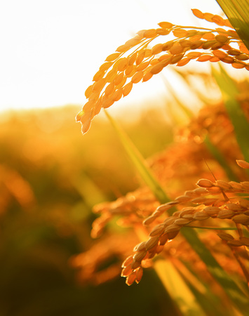 The backlight of the harvest of riceの写真素材