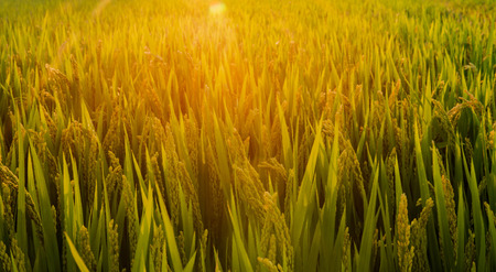 Autumn rice harvest seasonの写真素材