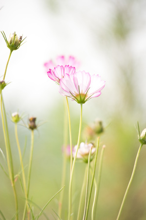 Flower blooming at parkの写真素材