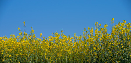 rapeseed flowers in the countrysideの写真素材