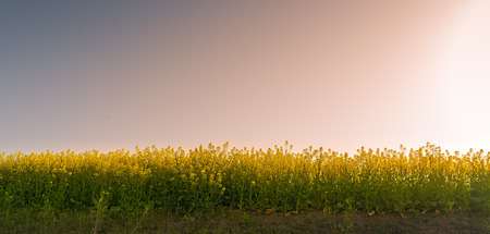 rapeseed flowers in the countrysideの写真素材