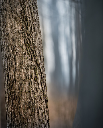 Trees and trunks in the early morning mistの写真素材
