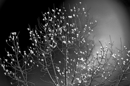 magnolia tree close upの写真素材