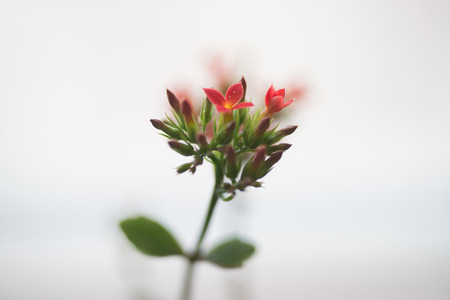 Small florets of red fleshy plantsの写真素材
