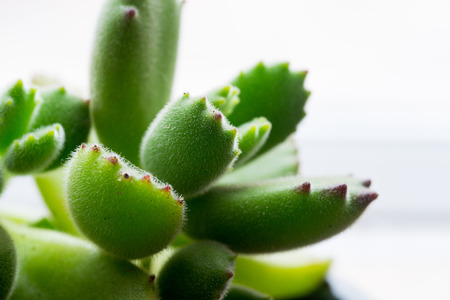 The leaves of a fleshy plantの写真素材