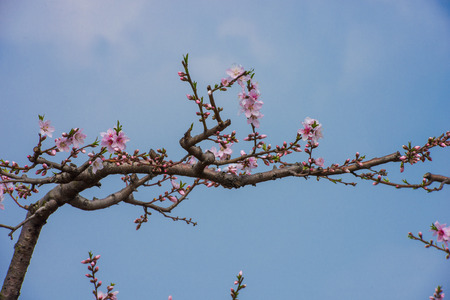 Peach blossom blooming in springの写真素材