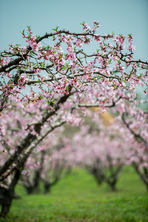 Peach blossom blooming in springの写真素材