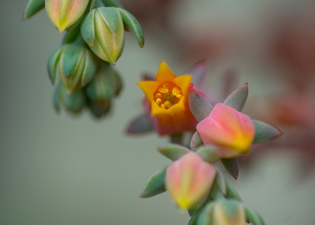 Fleshy flowers of a fleshy plantの写真素材