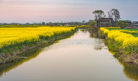 the countryside full of golden rape fieldsの写真素材