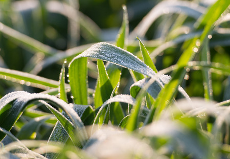 Frost on the leavesの写真素材