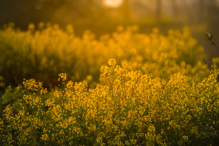 the countryside full of golden rape fieldsの写真素材