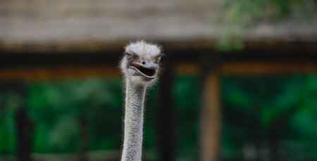 Smiling ostrich on African farmの写真素材