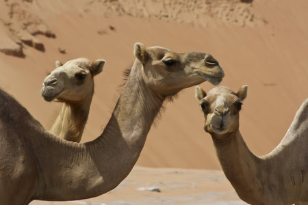 Camels in Desert in middle eastの写真素材