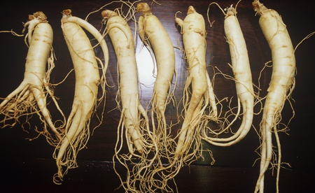 Ginsengの写真素材