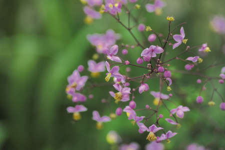 Flowerの写真素材