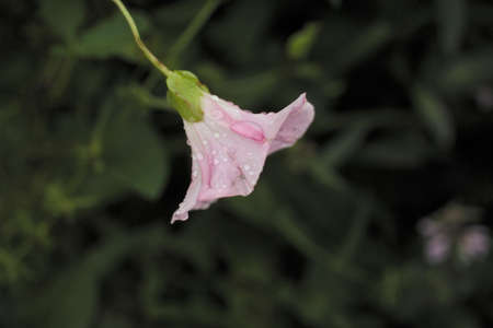 Flowerの写真素材