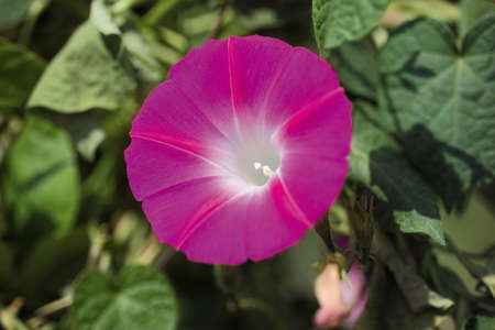 Flowerの写真素材