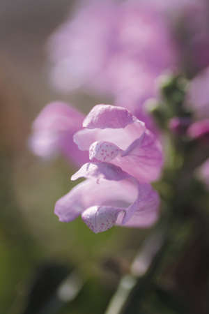 Flowerの写真素材