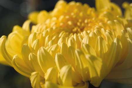 Flowerの写真素材