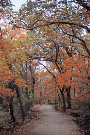 Nature scene