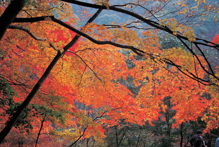 Nature scene