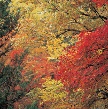 Nature scene