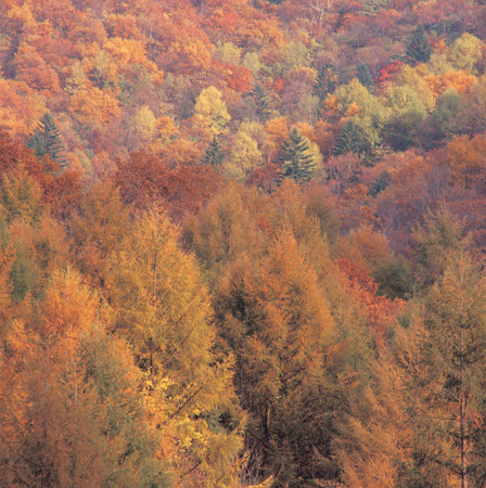 Nature scene
