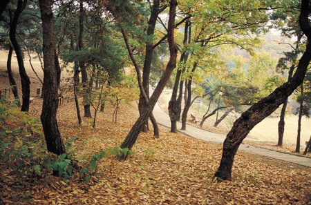 Nature scene