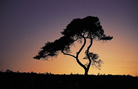 Nature sceneの写真素材