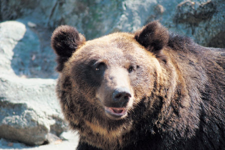 Bear