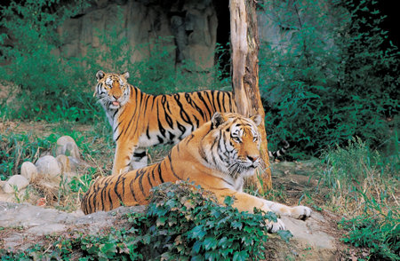 Wildlife