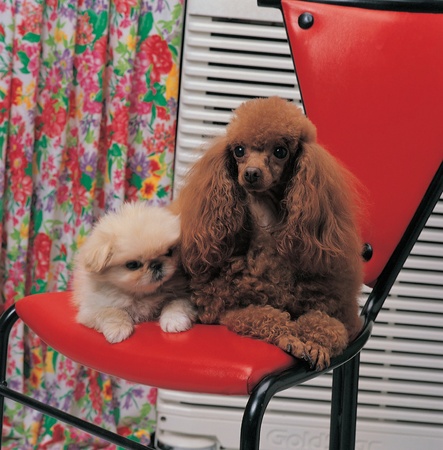 Dogの写真素材