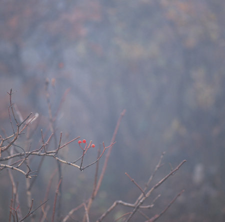 Nature scene