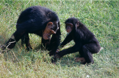 Sweetwaters,Chimpanzee