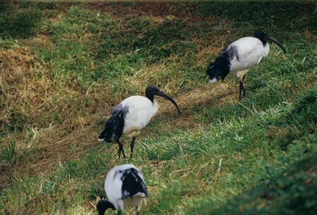 Mount Kenya Safari Club,Ibis,Sacred