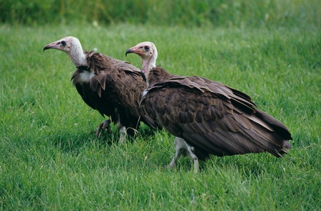 Mount Kenya Safari Club,Vulture,Lappet-facedの写真素材