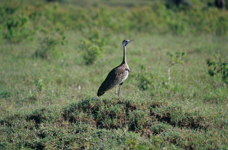 Lake Nakuru,Bustard,Hartlaub's