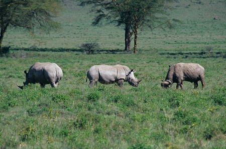 Lake Nakuru,Rhinoceros,White,Buffalo,Africanの写真素材