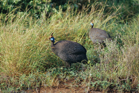 Samburu,Guineafowl,Helmeted
