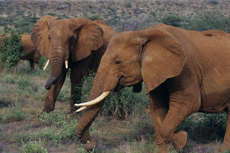 Samburu,Elephant,African