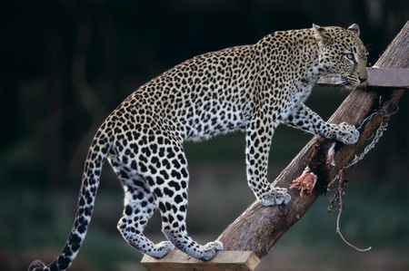 Samburu,Leopardの写真素材