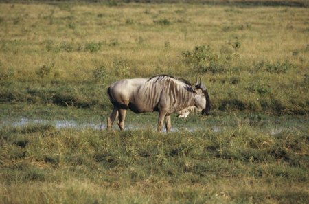 Amboseli,Wildebeest